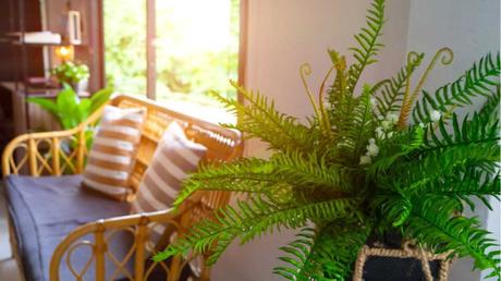 Nephrolepsis exaltata in der Wohnung.