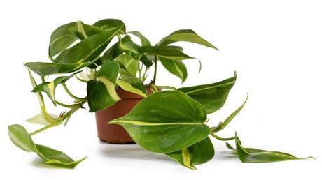 Philodendron scandens im Topf.
