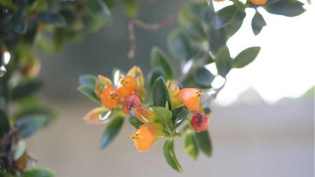 Kussmäulchen im Freien.