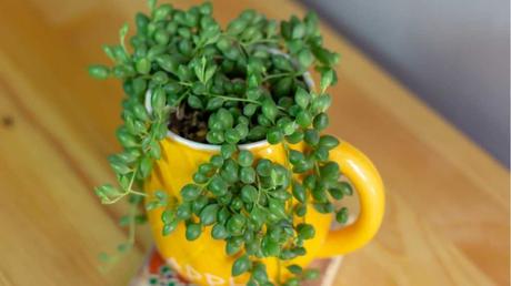 Perlenschnur im Becher.