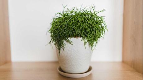 Korallenkaktus im Topf.