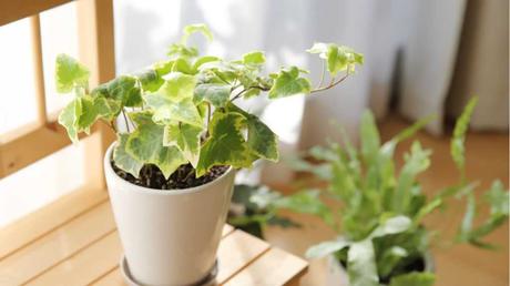 Alles, was Sie bei der Haltung von Minipflanzen beachten müssen