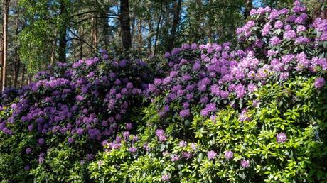 Rhododendron im Freien.
