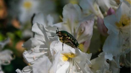 Käfer auf der Alpenrose.