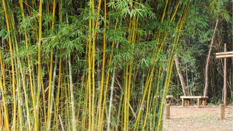 Bambushecke im Freien.