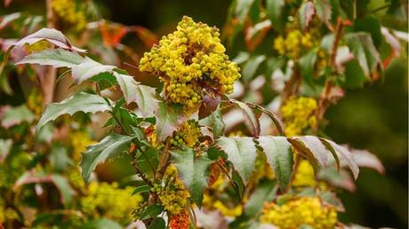 Zwergmahonie  im Freien.