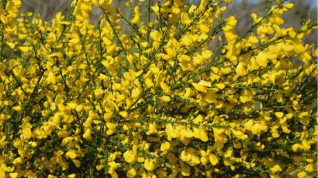 Gewöhnliche Besenginster im Freien.