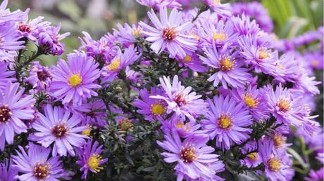 Raublatt-Aster im Freien.