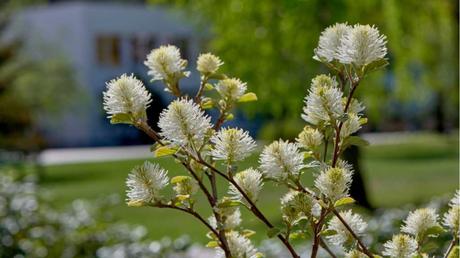 Federbuschstrauch  im Freien.