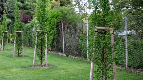 Säulen-Hainbuche im Freien.