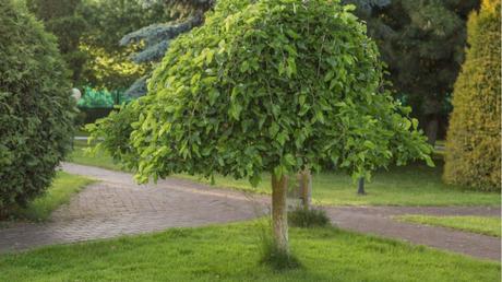 Maulbeere im Freien.