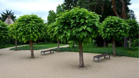 Kugeltrompetenbaum im Freien.