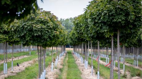 Mehrere Kugelahorn-Bäume.