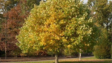 Tulpenbaum im Freien.