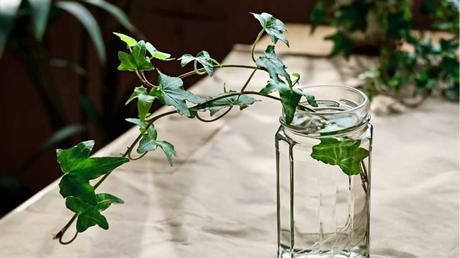 Efeu als Wasserpflanze im Glas.