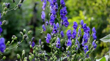 11 blau blühende Stauden für den Garten