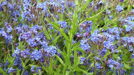 11 blau blühende Stauden für den Garten