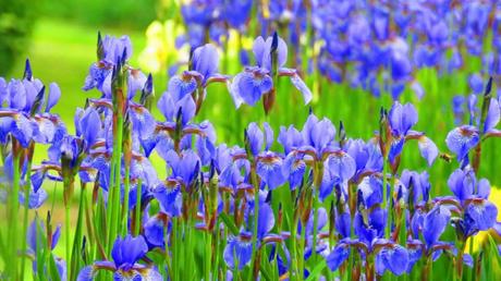 Deutsche Schwertlilie im Freien.