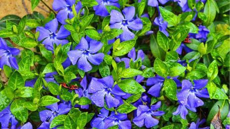 11 blau blühende Stauden für den Garten