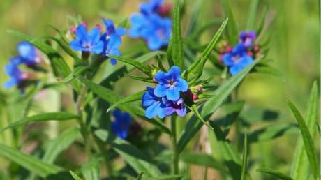 11 blau blühende Stauden für den Garten