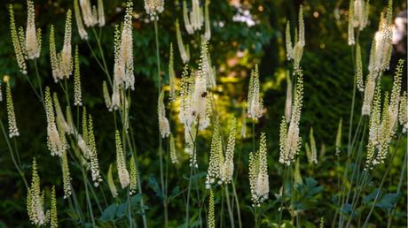 Silberkerze im Freien.