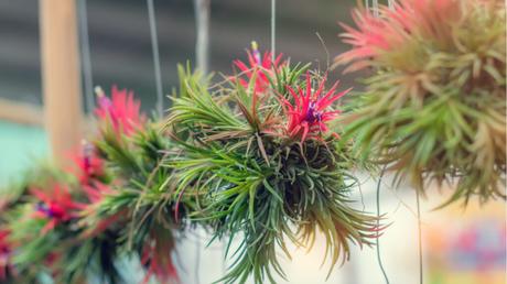 Luftpflanzen (Tillandsien) herabhängend. 