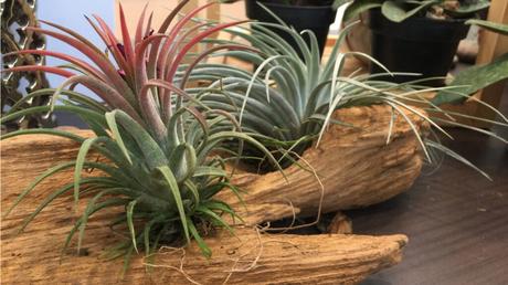 Luftpflanzen (Tillandsien) auf Holz.