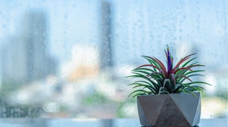 Luftpflanze (Tillandsia).