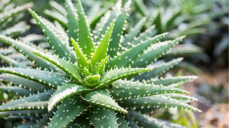 Aloe Vera im Freien.
