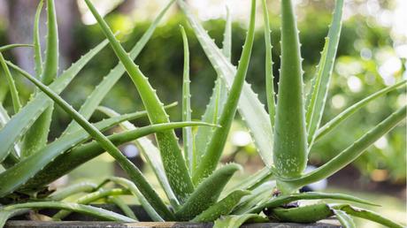 Aloe Vera Pflanzen im Freien.