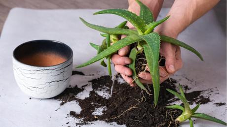 Aloe Vera beim Umtopfen.