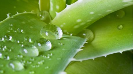 Blätter einer Aloe Vera.