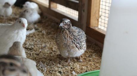 Private Wachtelhaltung – Wachteleier aus dem eigenen Garten