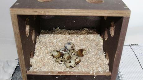 Private Wachtelhaltung – Wachteleier aus dem eigenen Garten