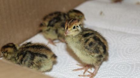 Private Wachtelhaltung – Wachteleier aus dem eigenen Garten