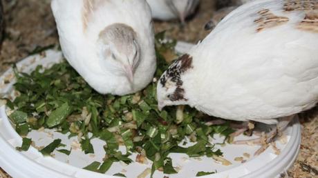 Private Wachtelhaltung – Wachteleier aus dem eigenen Garten