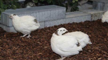 Private Wachtelhaltung – Wachteleier aus dem eigenen Garten