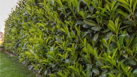 Kirschlorbeer als Heckenpflanze im Garten