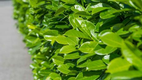 Kirschlorbeer Blätter