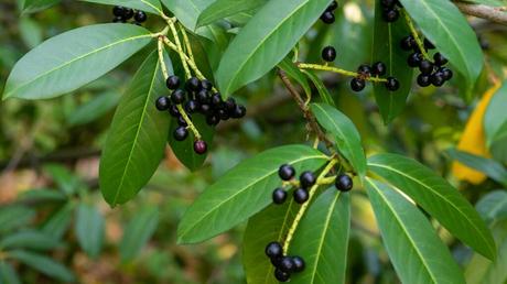 Kirschlorbeer Früchte