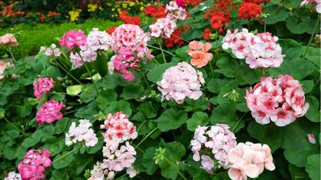 Geranien in verschiedenen Farben