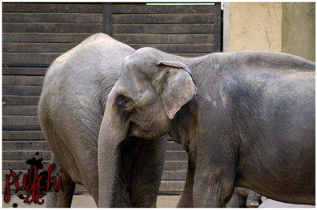 #1198 [On Tour] Hagenbecks Tierpark 2018