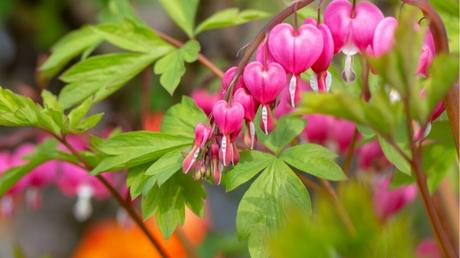 Lamprocapnos spectabilis