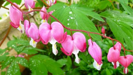 Lamprocapnos spectabilis