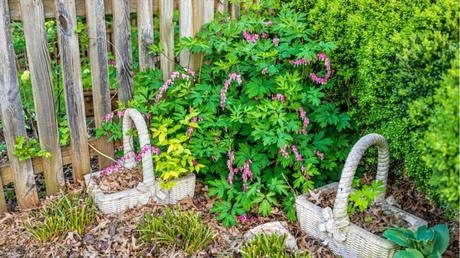 Lamprocapnos spectabilis