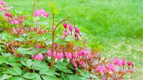 Lamprocapnos spectabilis