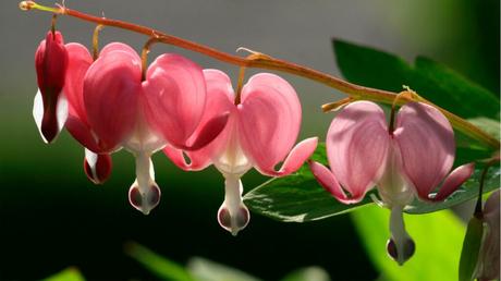 Lamprocapnos spectabilis