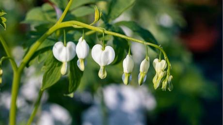 Lamprocapnos spectabilis weiß