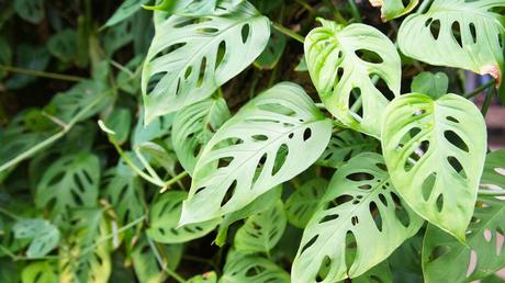 Monstera adansonii