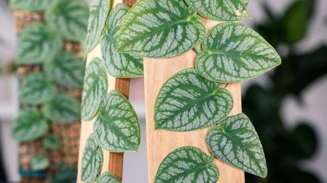 Monstera dubia